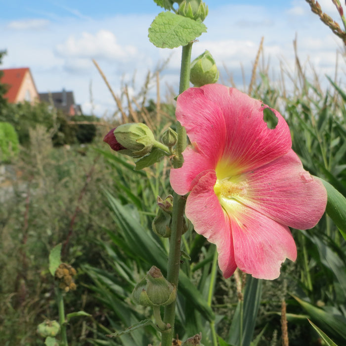 ALCEA ROSEA - RADIANT ROSE