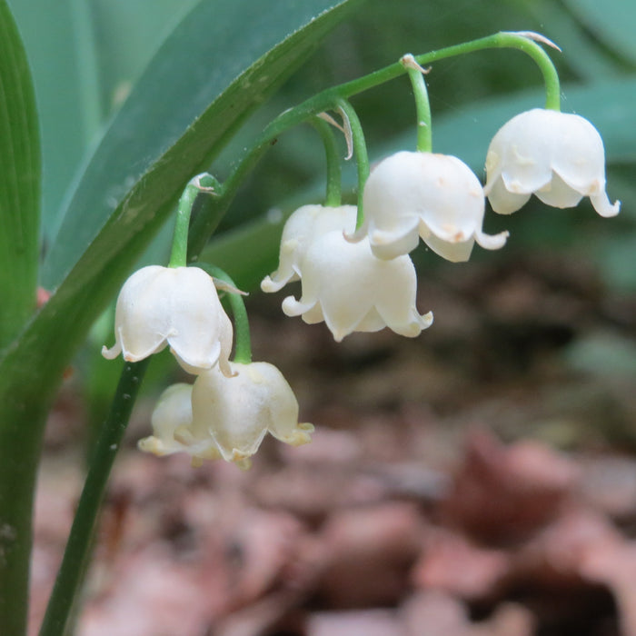 CONVALLARIA MAJALIS