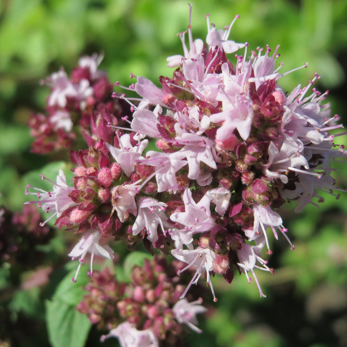 OREGANO