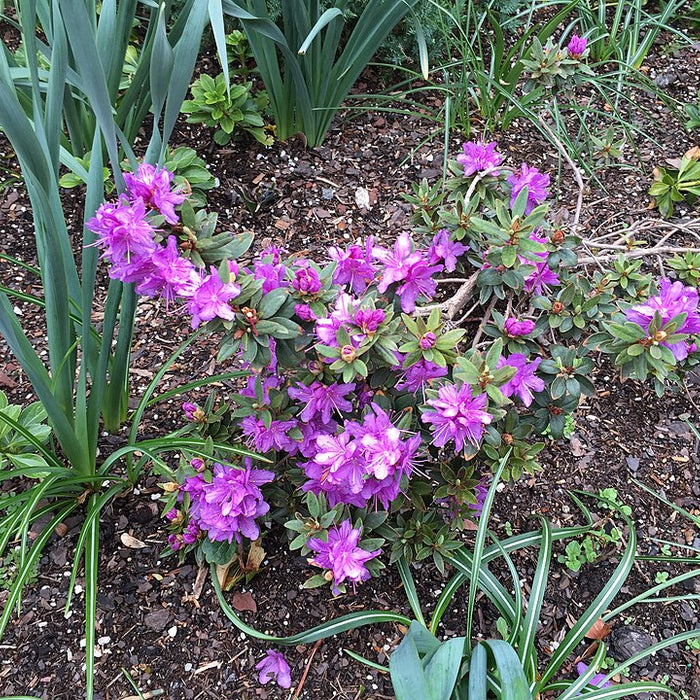 RHODODENDRON - PURPLE GEM