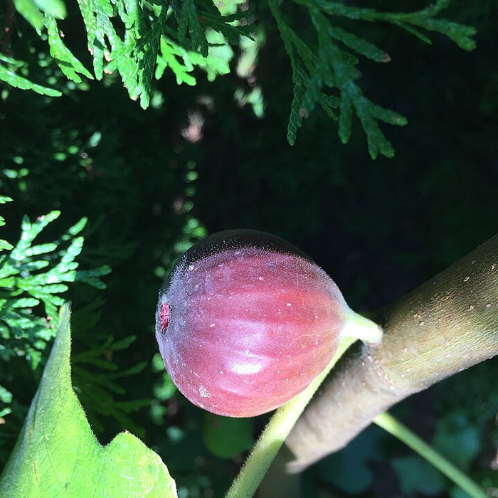 FICUS CARICA - CHICAGO HARDY