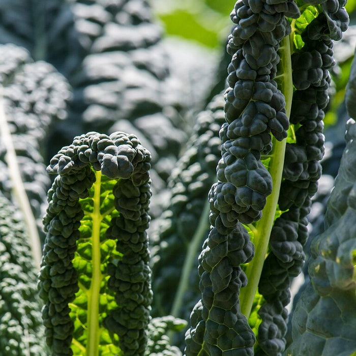 KALE - DINOSAUR