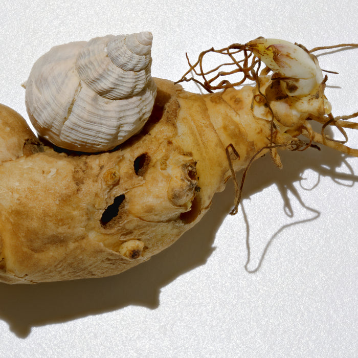 JERUSALEM ARTICHOKE