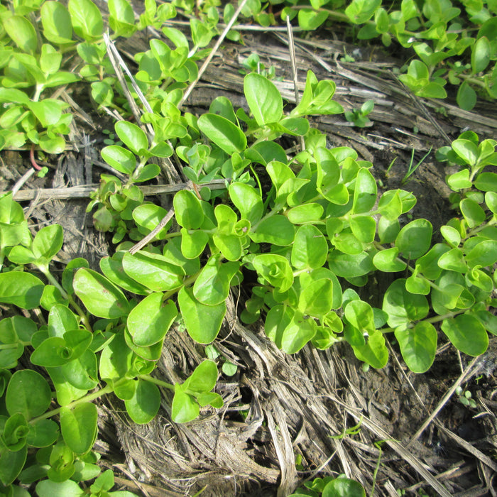 LYSIMACHIA NUMMULARIA