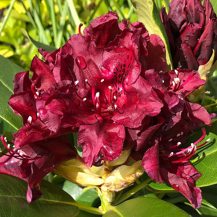 RHODODENDRON - DARK LORD