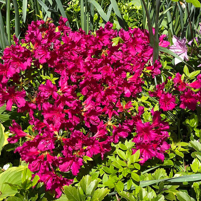AZALEA EVERGREEN - GIRARD'S FUCHSIA