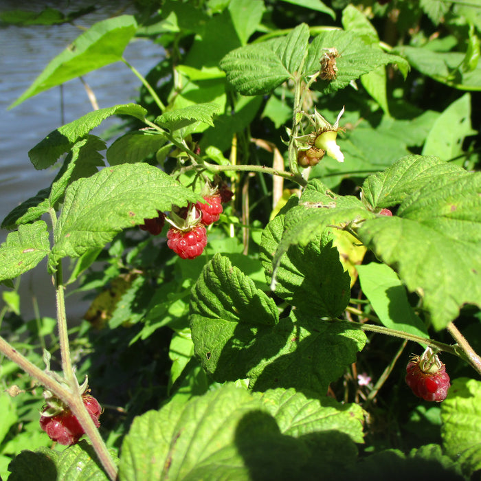 RUBUS IDAEUS - PRELUDE