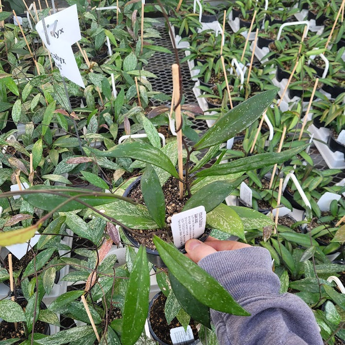 HOYA - PUBICALYX SPECKLED