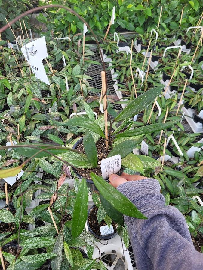 HOYA - PUBICALYX SPECKLED