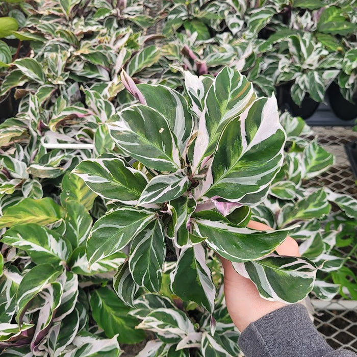 CALATHEA - WHITE FUSION