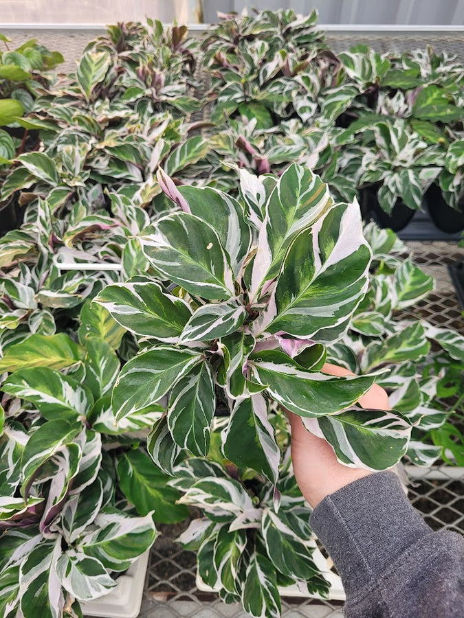 CALATHEA - WHITE FUSION