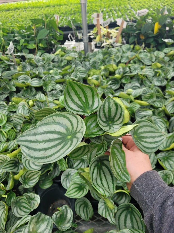 PEPEROMIA - WATERMELON