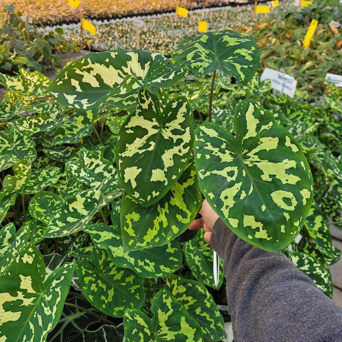 ALOCASIA - HILO BEAUTY