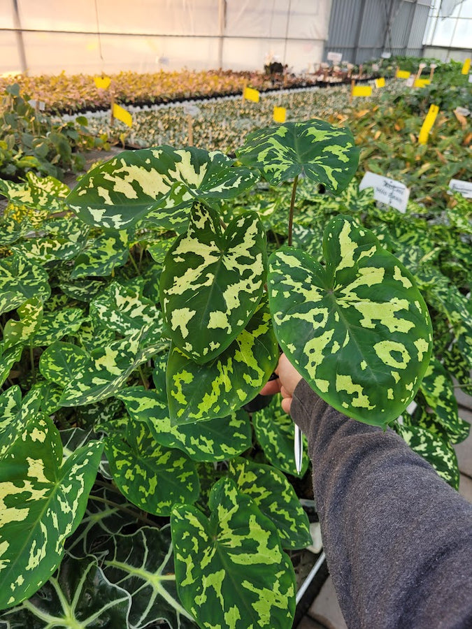 ALOCASIA - HILO BEAUTY