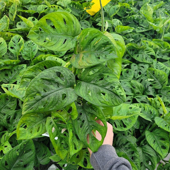 MONSTERA - ADANSONII