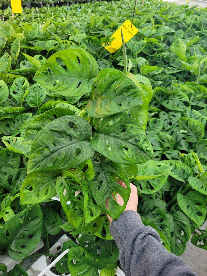 MONSTERA - ADANSONII