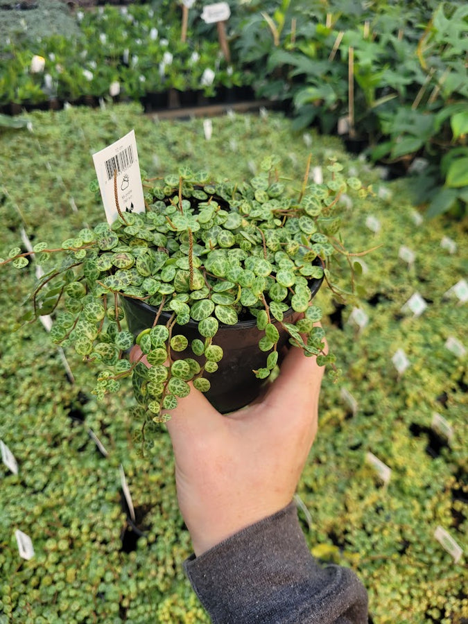 PEPEROMIA - PROSTRATA