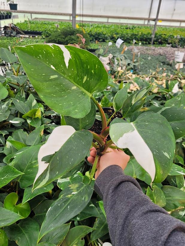 PHILODENDRON - WHITE PRINCESS