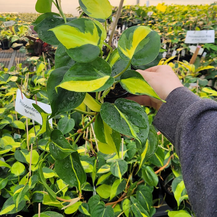 philodendron bras PHILODENDRON