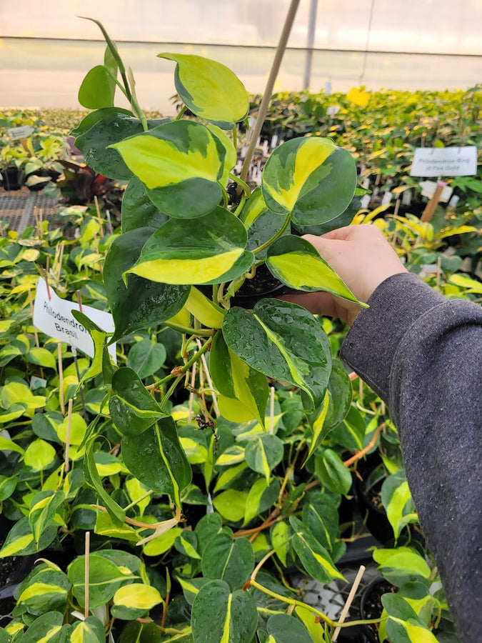 PHILODENDRON - BRASIL