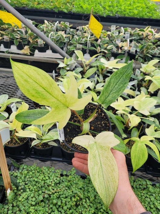 PHILODENDRON - FLORIDA GHOST