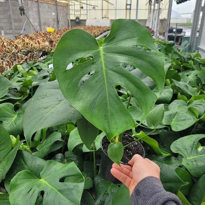 monstera plante MONSTERA