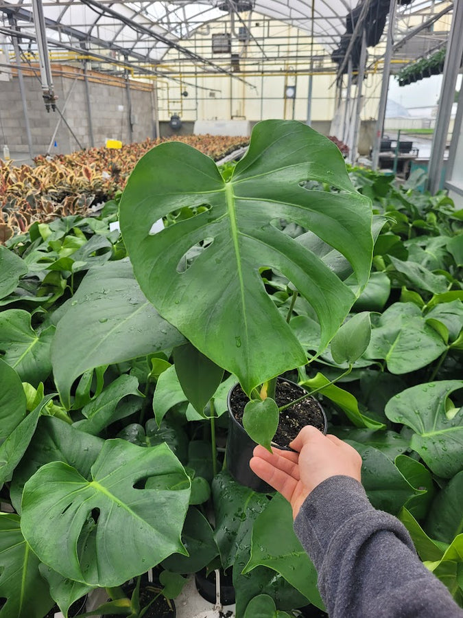 MONSTERA - DELICIOSA