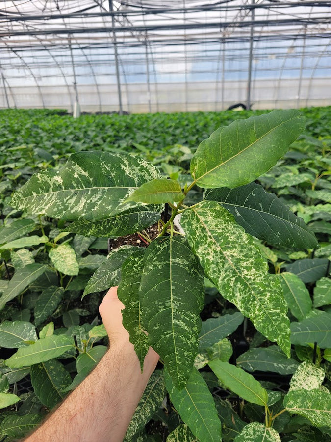 FICUS - SNOW STORM