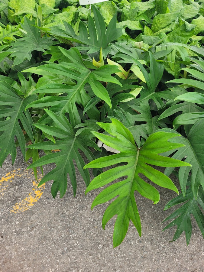 PHILODENDRON - MAYOI