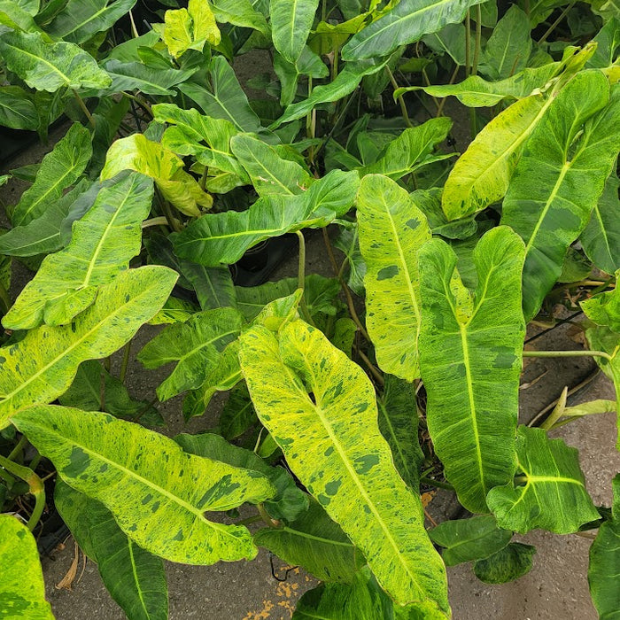 PHILODENDRON - PARAISO VERDE