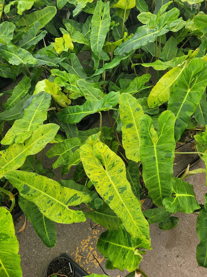 PHILODENDRON - PARAISO VERDE