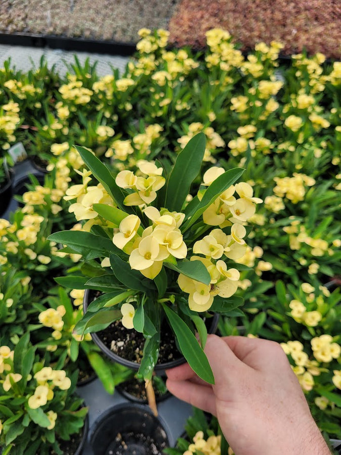 EUPHORBIA MILII - HELIOS