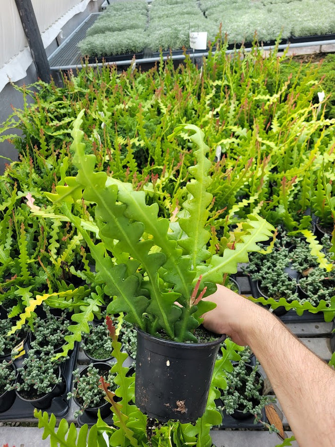 EPIPHYLLUM - ANGULIGER