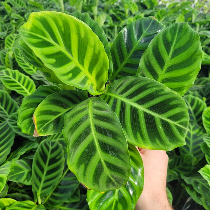 CALATHEA - ZÉBRINA