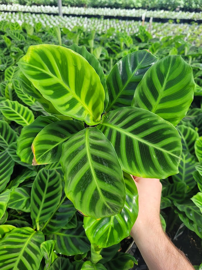 CALATHEA - ZEBRINA