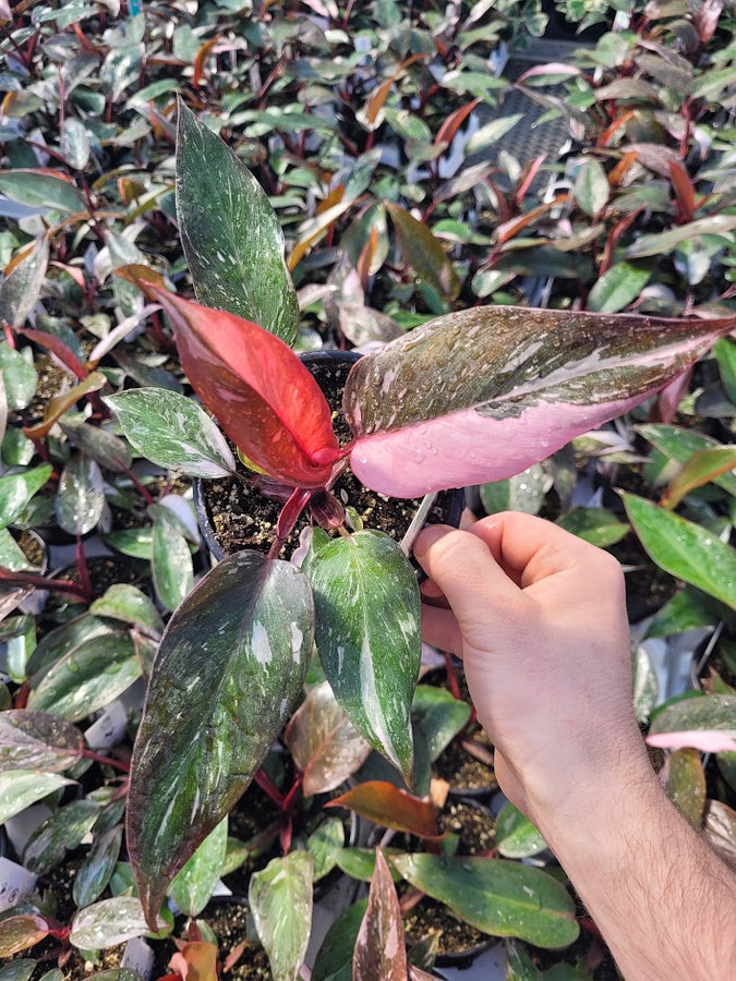 PHILODENDRON - PINK PRINCESS GALAXY