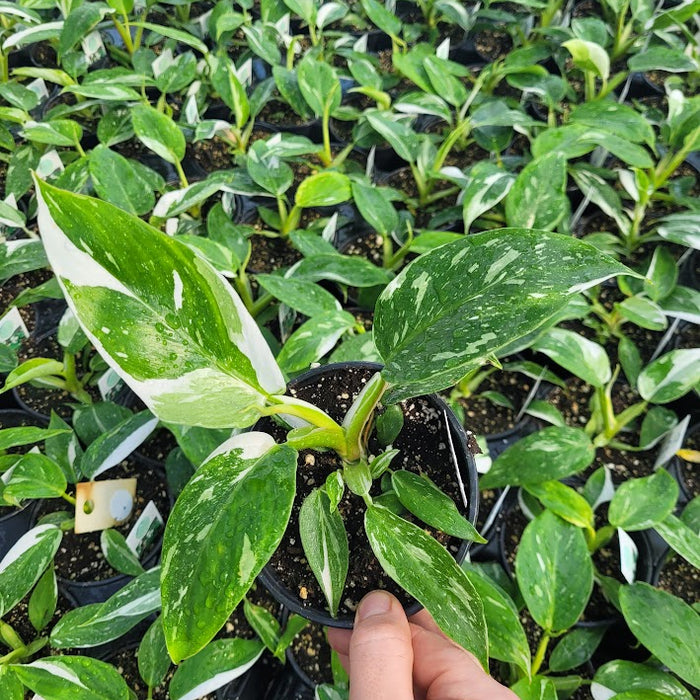 PHILODENDRON - WHITE WIZARD