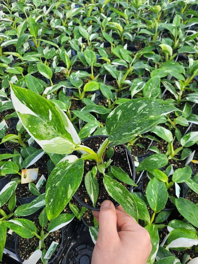 PHILODENDRON - WHITE WIZARD
