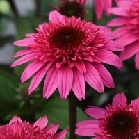 ECHINACEA DOUBLE SCOOP - WATERMELON DELUXE