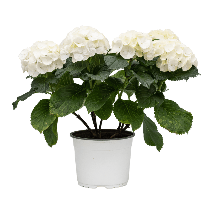 HYDRANGEA