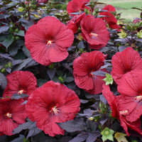 HIBISCUS SUMMERIFIC HOLY GRAIL