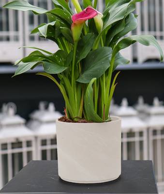 POT GRANITE PILLAR - SPANG