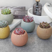 POT - OEUF ARC-EN-CIEL