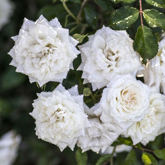 ROSA - WHITE DRIFT