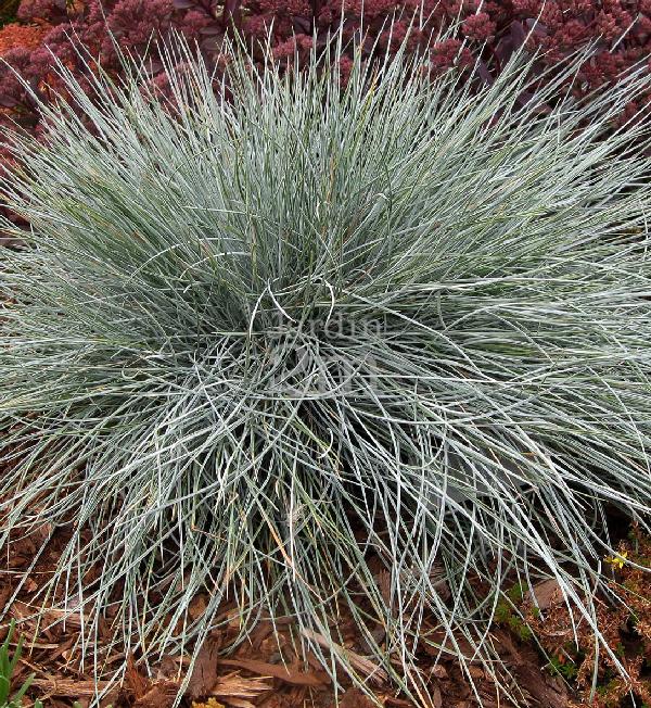 FESTUCA - BEYOND BLUE