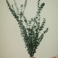 BOUQUET D'EUCALYPTUS BÉBÉ ITALIEN