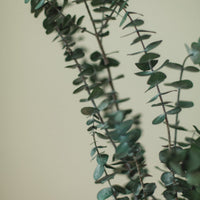 BOUQUET D'EUCALYPTUS BÉBÉ ITALIEN