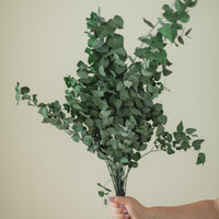 EUCALYPTUS STUARTIANA