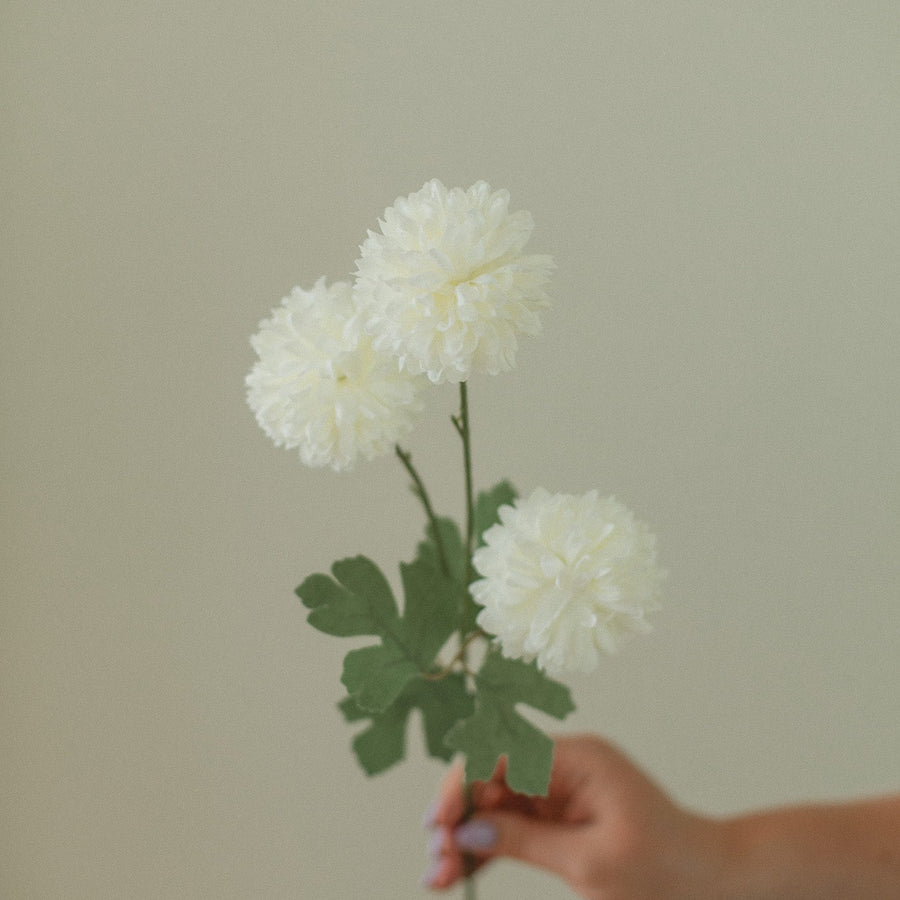 PISSENLIT BLANC