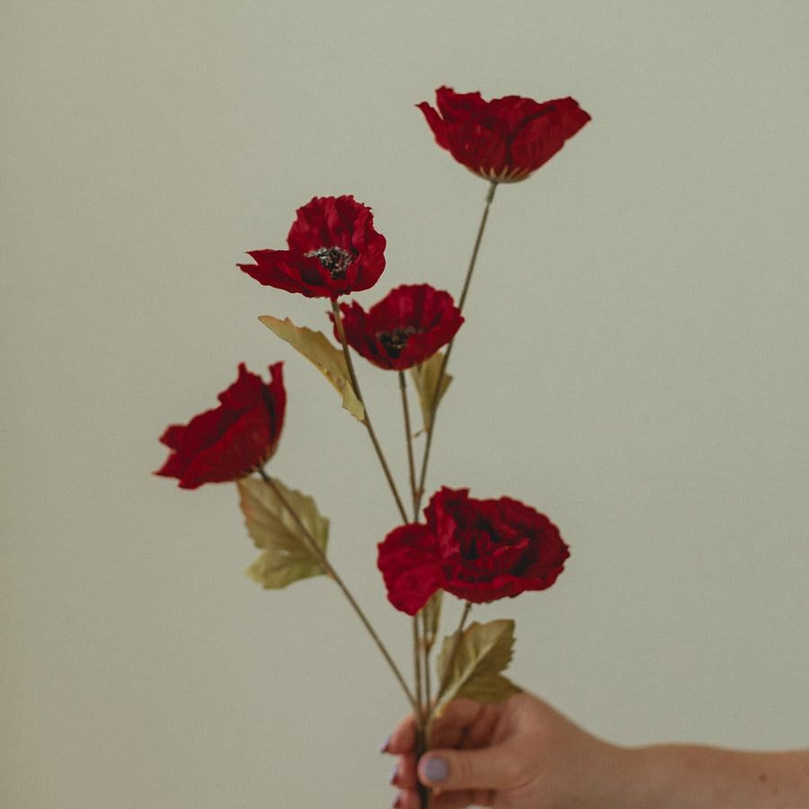 TIGE DE COQUELICOT